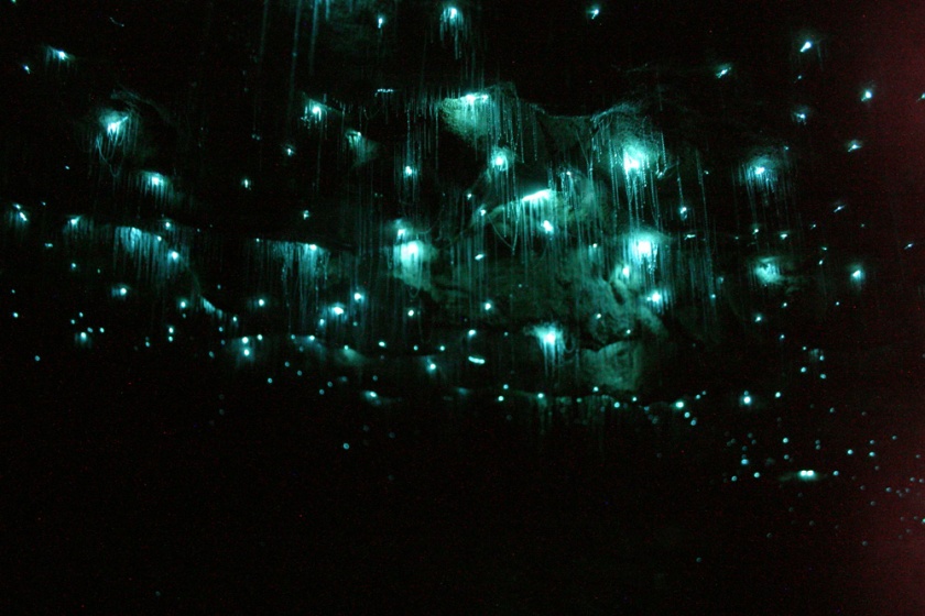 Glowworms in Waitomo